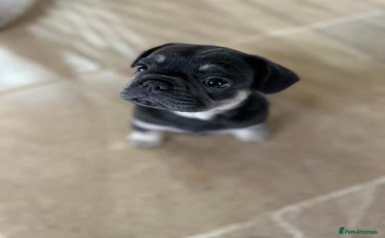 French Bulldog dogs - Advert 2