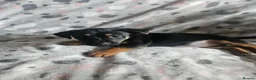 Jack Russell dogs for sale: Beautiful Black & Tan Jack Russell puppy's  - Advert 9
