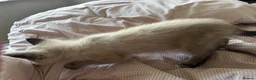 Mixed Breed cats for sale: 10 week old kitten in Banwell - Advert 7