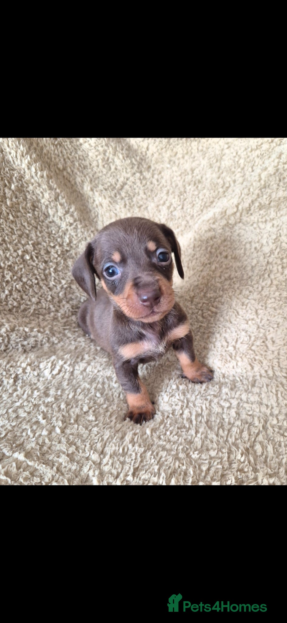 Miniature Dachshund dogs Miniature dachshund puppies(6 available) - Advert 1