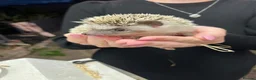 Pygmy Hedgehog rodents for sale: African Pygmy hedgehog  - Advert 9
