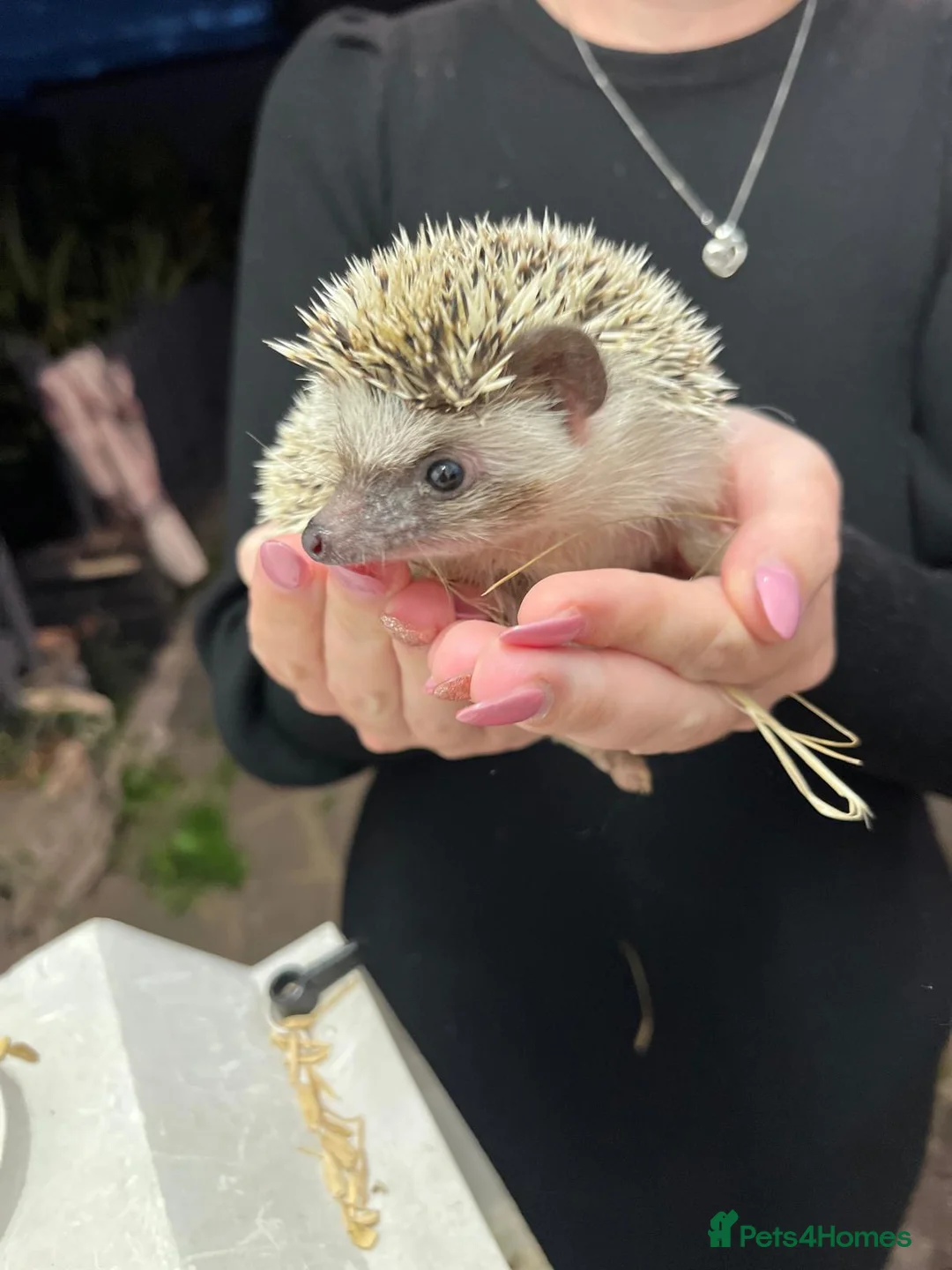 Pygmy Hedgehog rodents for sale: African Pygmy hedgehog  - Advert 9