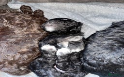 Maltipoo dogs for sale: Toy maltipoos - Image 5