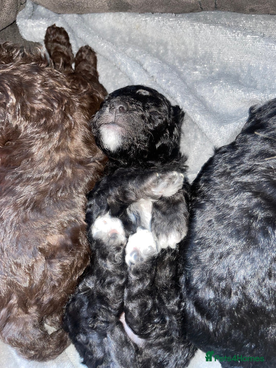 Maltipoo dogs for sale: Toy maltipoos - Image 5