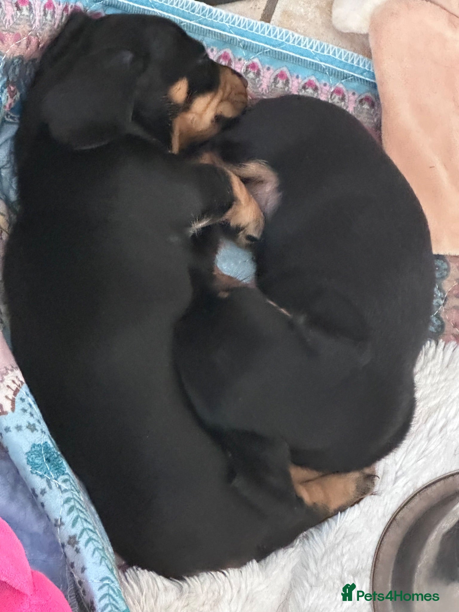 Miniature Dachshund dogs Miniature dachshund  - Advert 1
