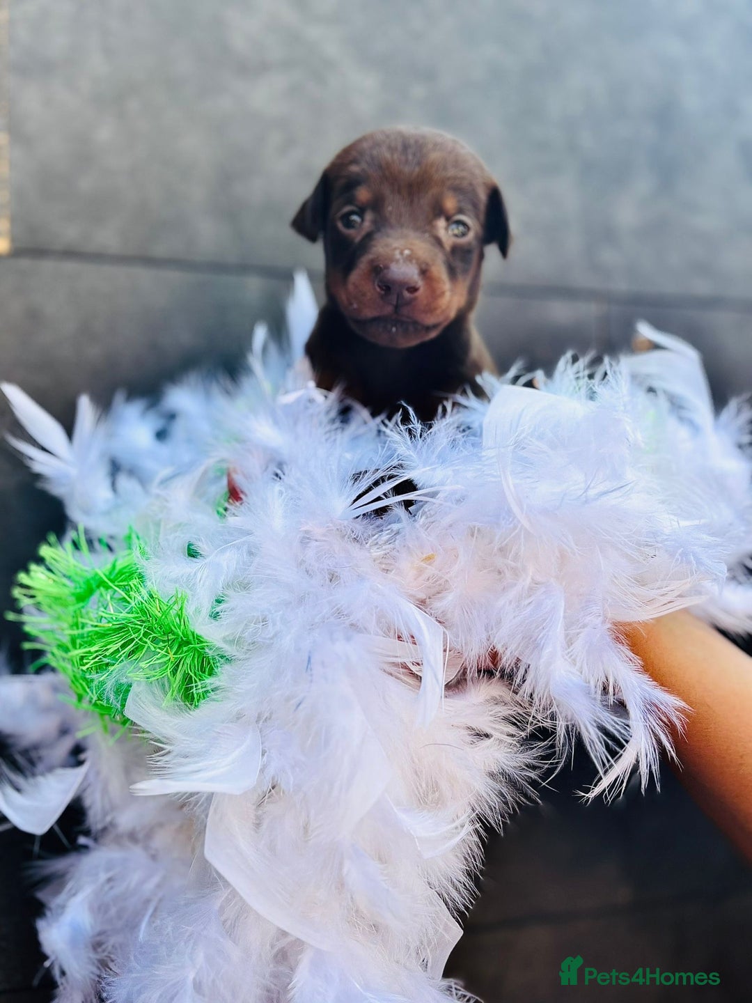 Dobermann dogs for sale: Welcoming the Disco Dobermans litter  - Image 20