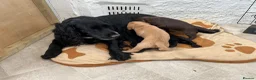 Cockerdor dogs for sale: Beautiful Cockador puppies.  in Crediton - Advert 1