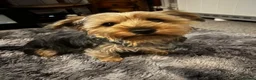 Yorkshire Terrier dogs for sale: Lovely yorkie pups! in Southampton - Advert 5