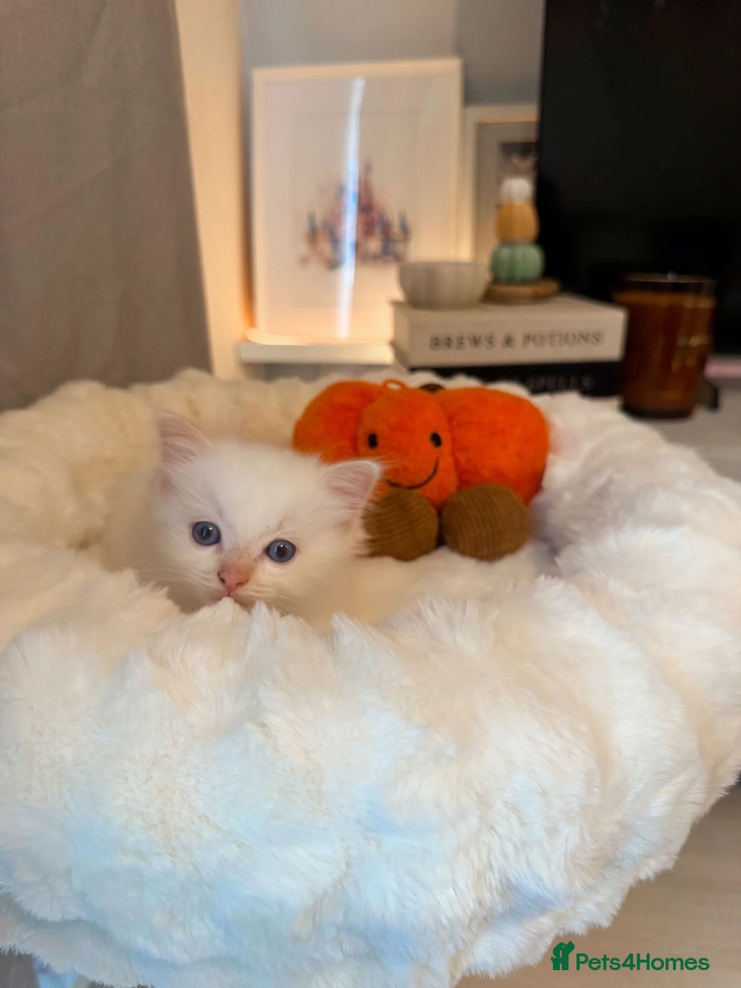 Ragdoll cats for sale: Pure Bred Female Ragdoll Kitten - Advert 7
