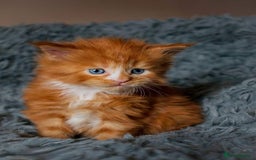 Maine Coon cats for sale: Mane Coon xxxl - Image 3