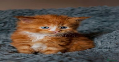 Maine Coon cats - Advert 8