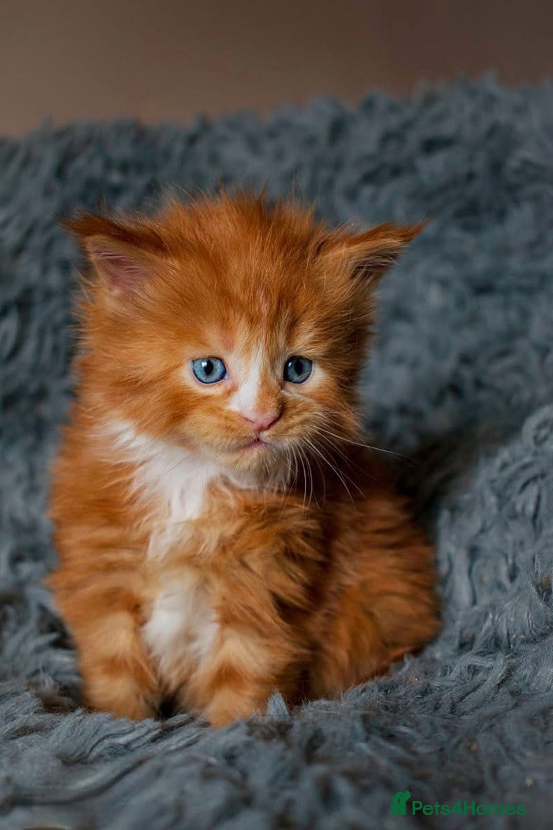 Maine Coon cats for sale: Mane Coon xxxl - Image 3