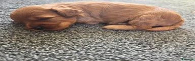 Cavapoochon 2