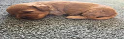 Cavapoochon dogs for sale: Beautiful F1B Toy Cavapoochon Puppies - Advert 26