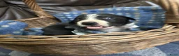 Border Collie dogs for sale: Working Border collie puppies  - Advert 20
