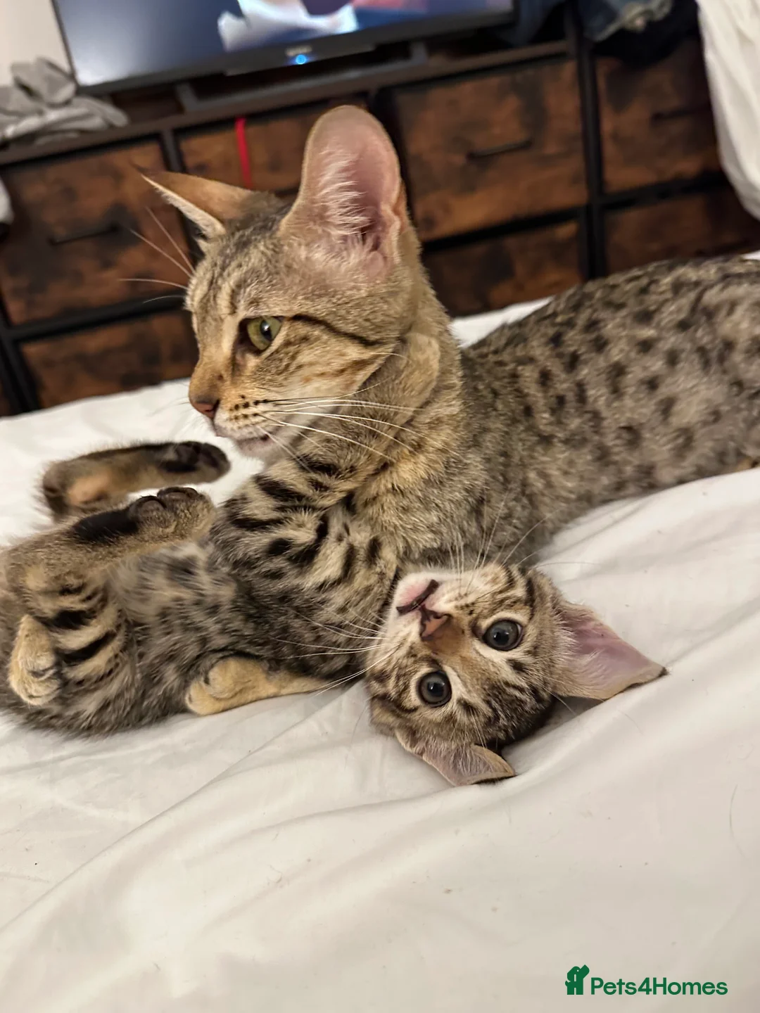 Bengal cats for sale: Sepia Bengal X Savannah kittens Extremely rare  - Advert 34
