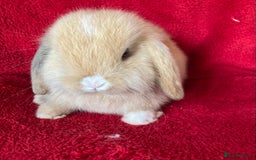 Mini Lop rabbits for sale: Adorable Pure Mini Lop Rabbits  - Image 6