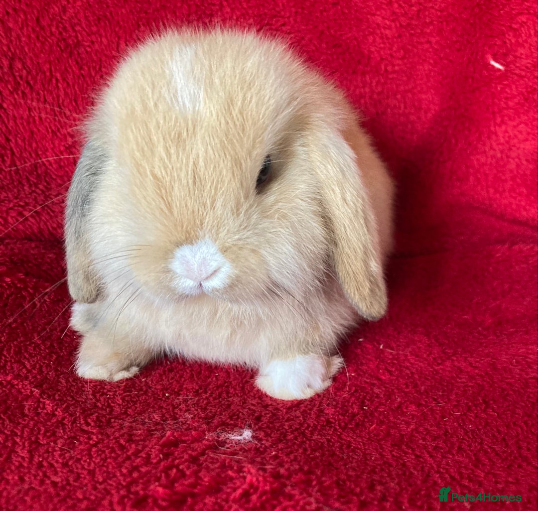 Mini Lop rabbits for sale: Adorable Pure Mini Lop Rabbits  - Image 6