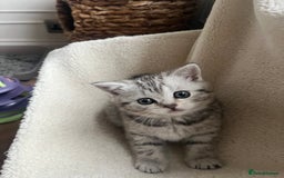 British Shorthair cats for sale: Stunning Silver Spotted Tabby, BSH,  - Image 6