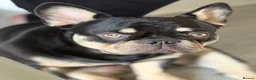 French Bulldog dogs for stud: Beautiful French Bulldog Stud  - Advert 4