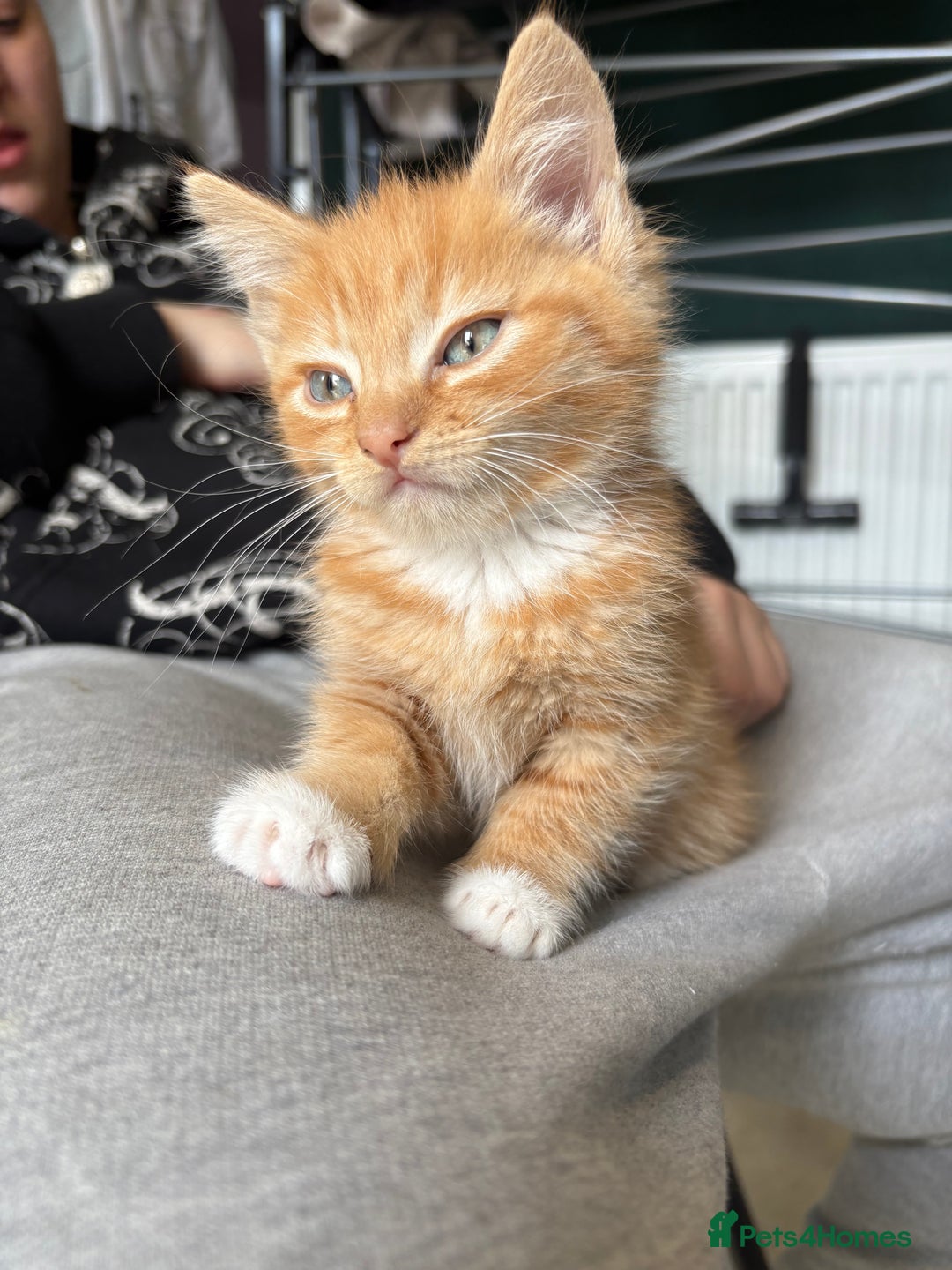 Mixed Breed cats for sale: (NEED HOMES) Beautiful kittens white/ginger - Image 5