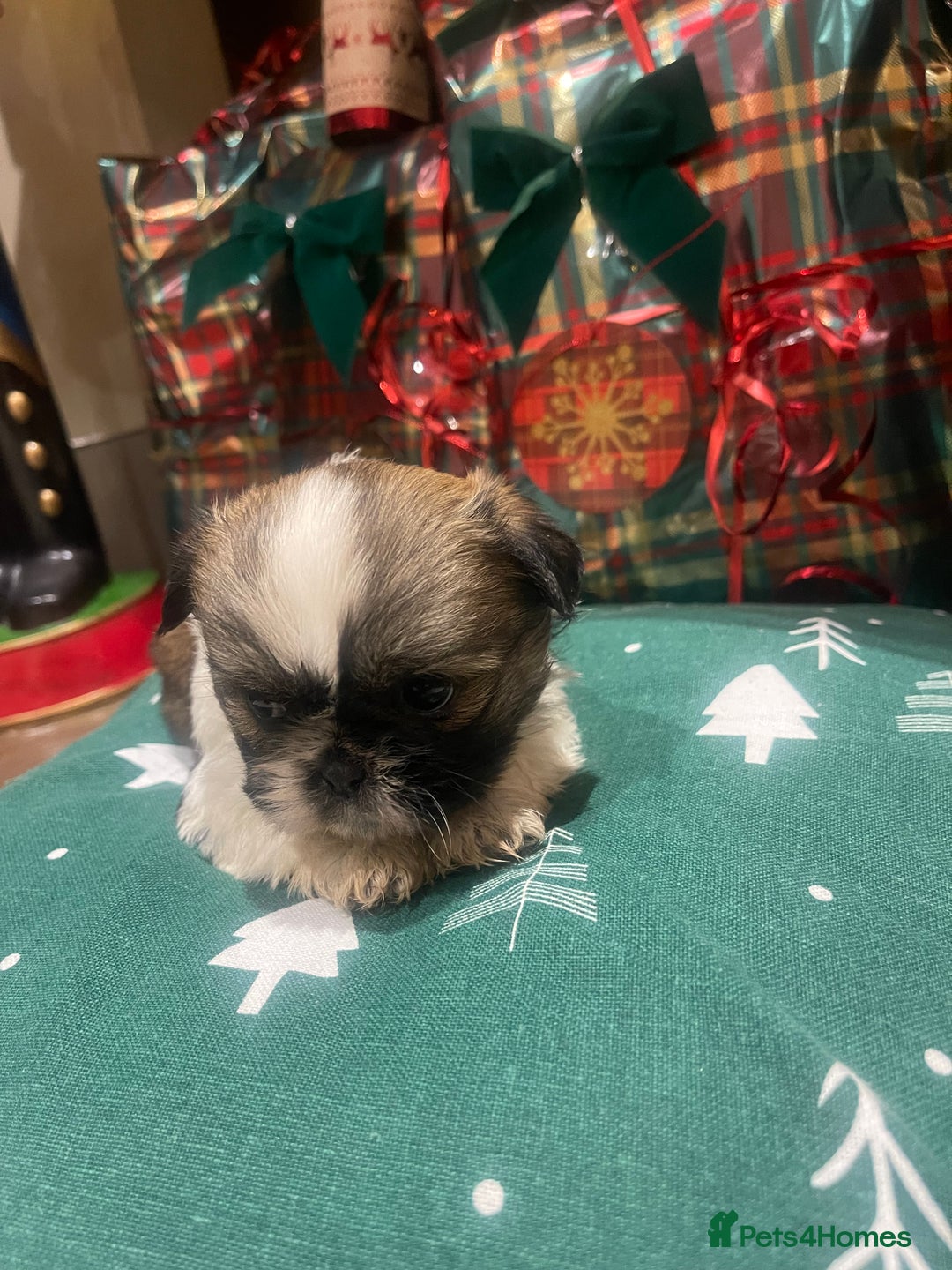 Shih Tzu dogs for sale: Shih tzu  puppies  - Advert 7