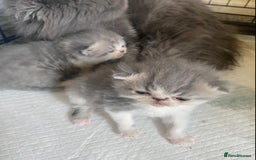 Exotic cats for stud: Stunning White & Grey Exotic Male For Stud  in West Bromwich - Image 5