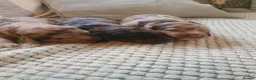 Sproodle dogs for sale: sproodle f1 puppies in Ayr - Advert 8