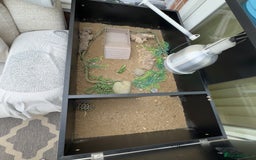 Tortoise reptiles for sale: tortoise with enclosure  - Image 3