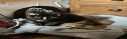 Domestic Shorthair cats for sale: 2 beautiful kittens for sale  in Blackburn - Advert 7