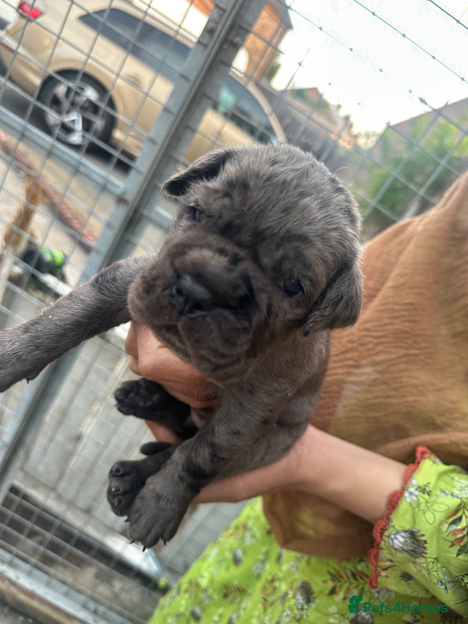 Cane Corso dogs for sale: Cane corso pups  - Advert 2