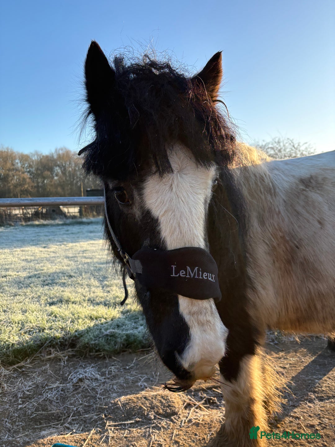 Irish Cob horses for sale: Duchess  - Advert 11