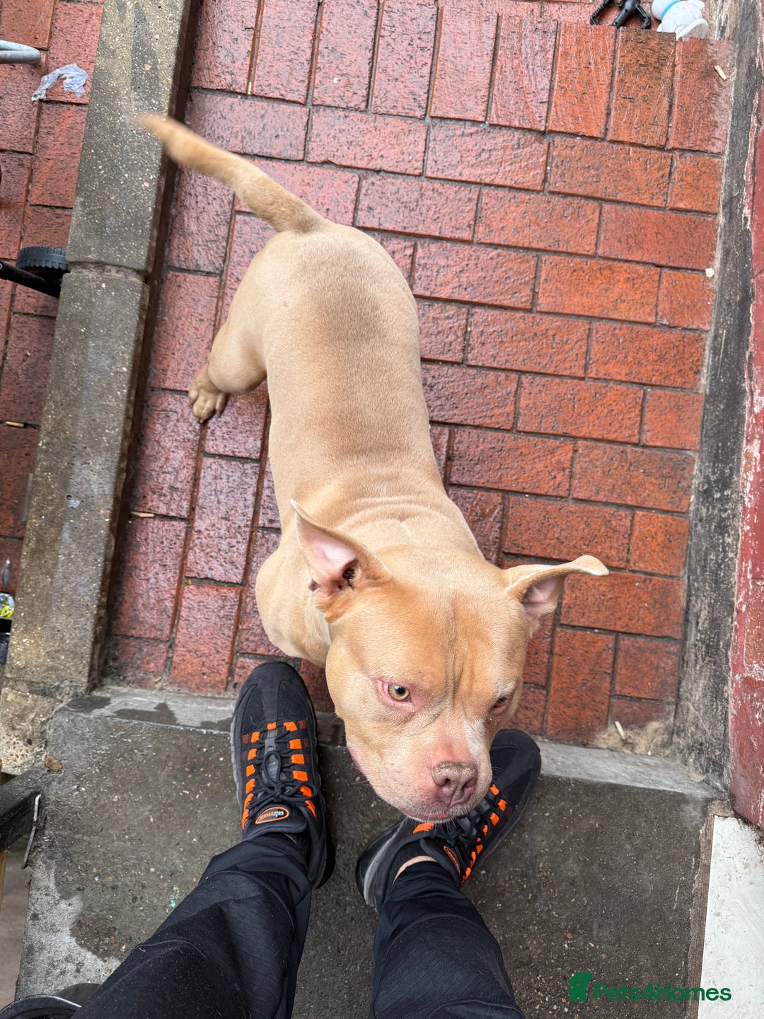 Shorty Bull dogs for sale: American Pocket bully  - Image 1