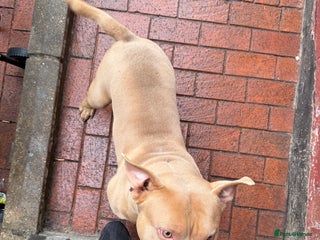 Shorty Bull dogs - Advert 4