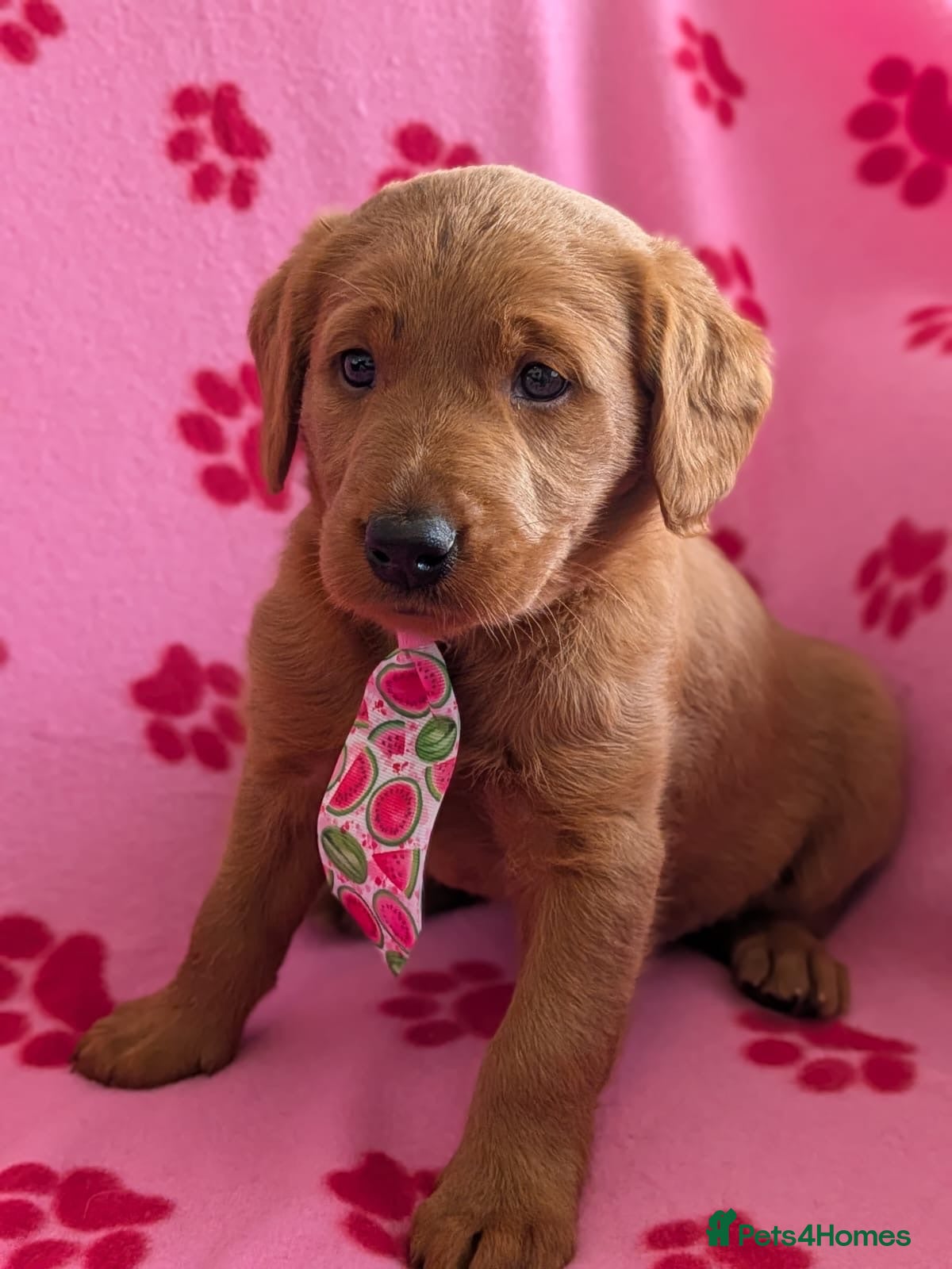 Labradoodle dogs Gorgeous F1 miniature labradoodle  - Advert 1
