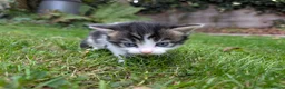 Mixed Breed cats for sale: Georgous Kittens Looking For A New Home - Advert 30