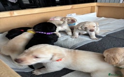 Labrador Retriever dogs for sale: KC Registered+Health checked Labrador puppies! in Rotherham - Image 16