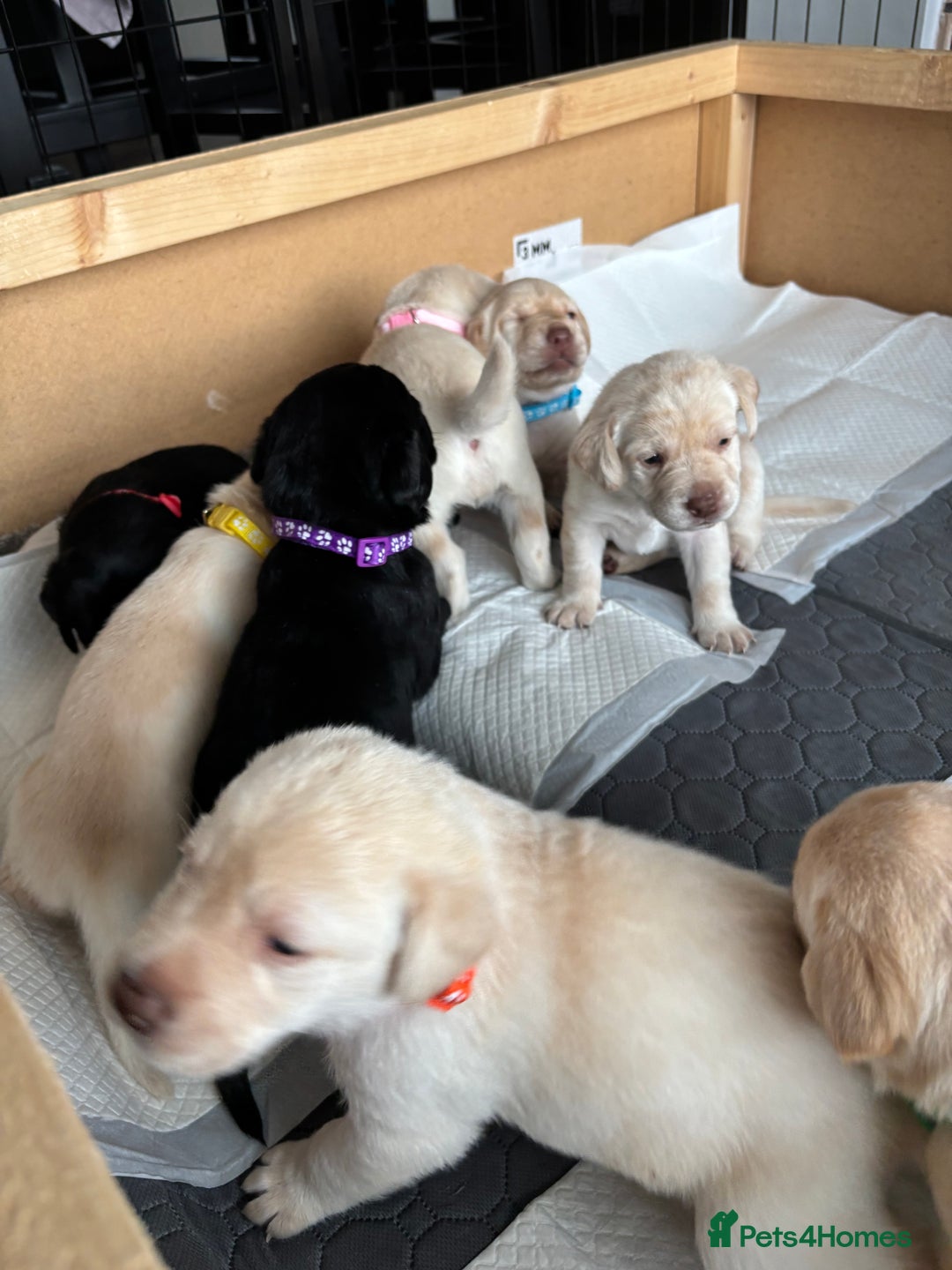 Labrador Retriever dogs for sale: KC Registered+Health checked Labrador puppies! in Rotherham - Image 16