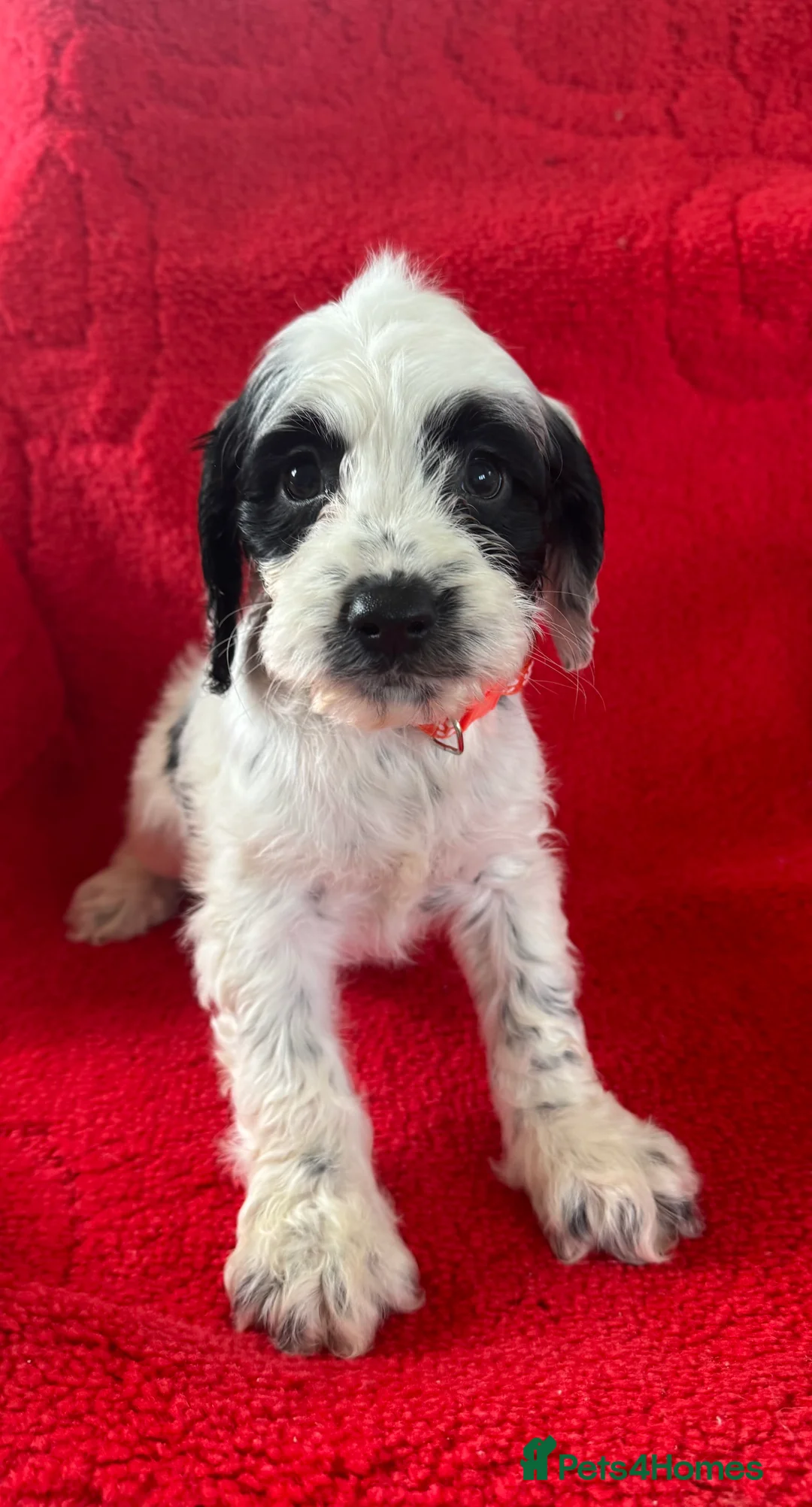 Mixed Breed dogs for sale: sprocker puppies in Kidlington - Advert 30