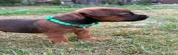 Mixed Breed dogs for sale: Beautiful BorderJack Puppies - Advert 5