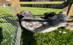 Chickens poultry for sale: Young silkies - 2 cockerels and one hen - Image 8