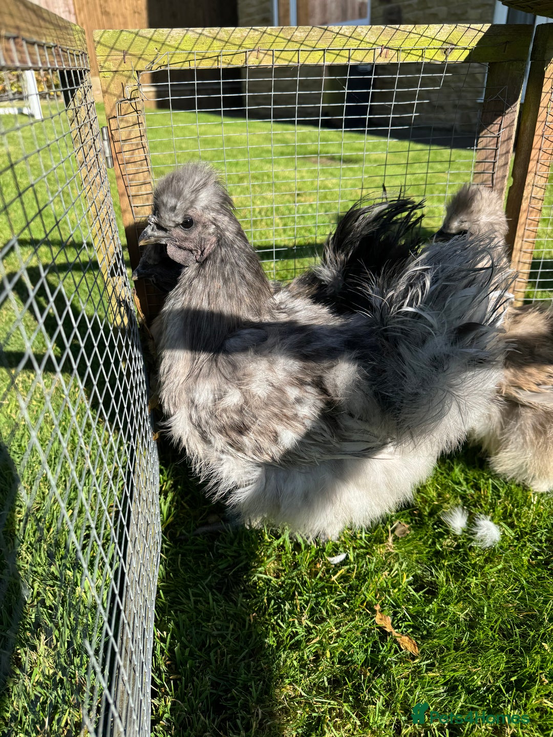 Chickens poultry for sale: Young silkies - 2 cockerels and one hen - Image 8