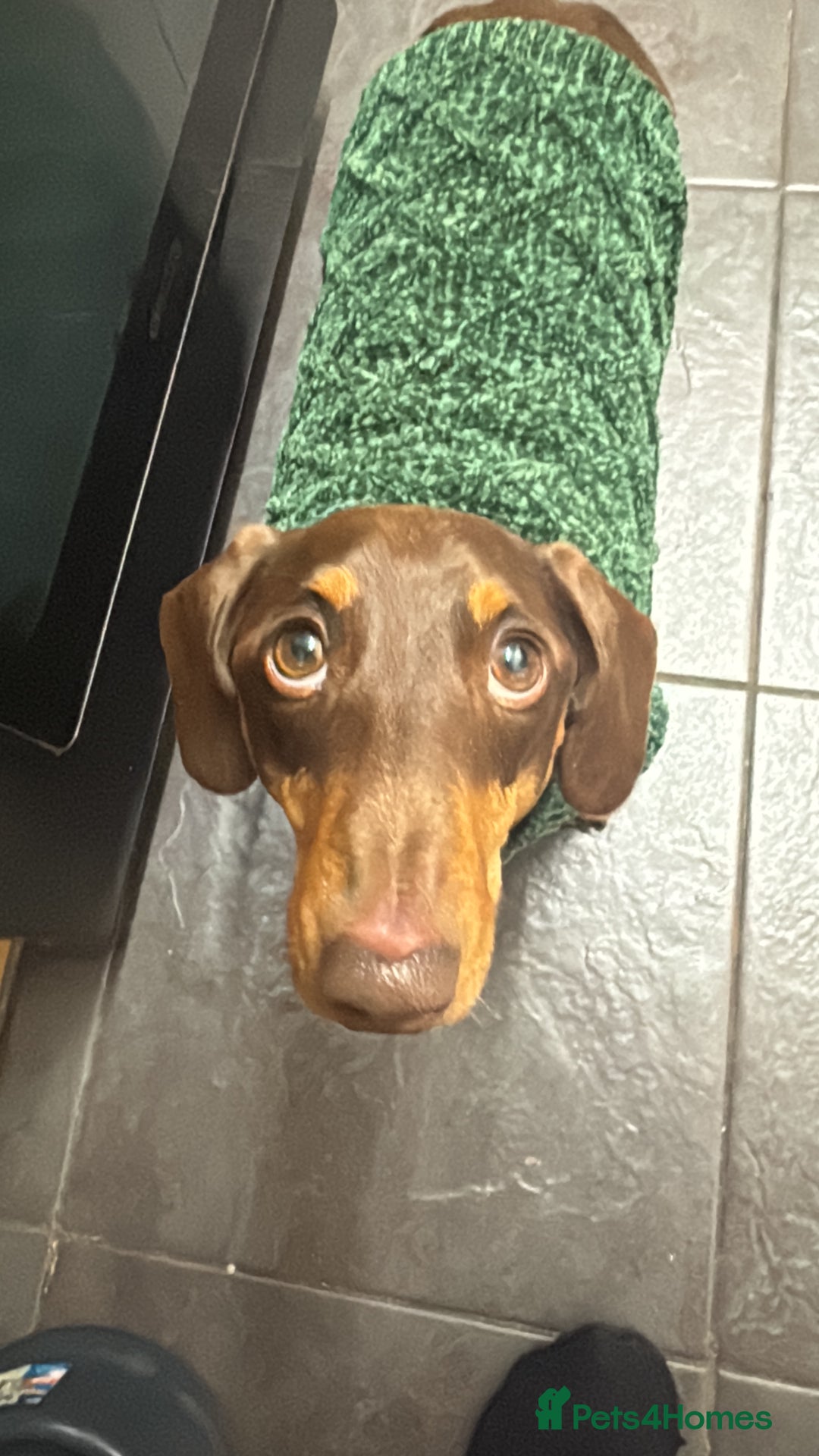 Dachshund dogs for sale: Sausage dog dachshund  - Advert 5