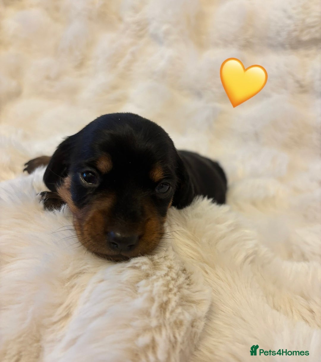 Miniature Dachshund dogs for sale: 🥇KC Registered Miniature Dachshunds Champion Line - Advert 18