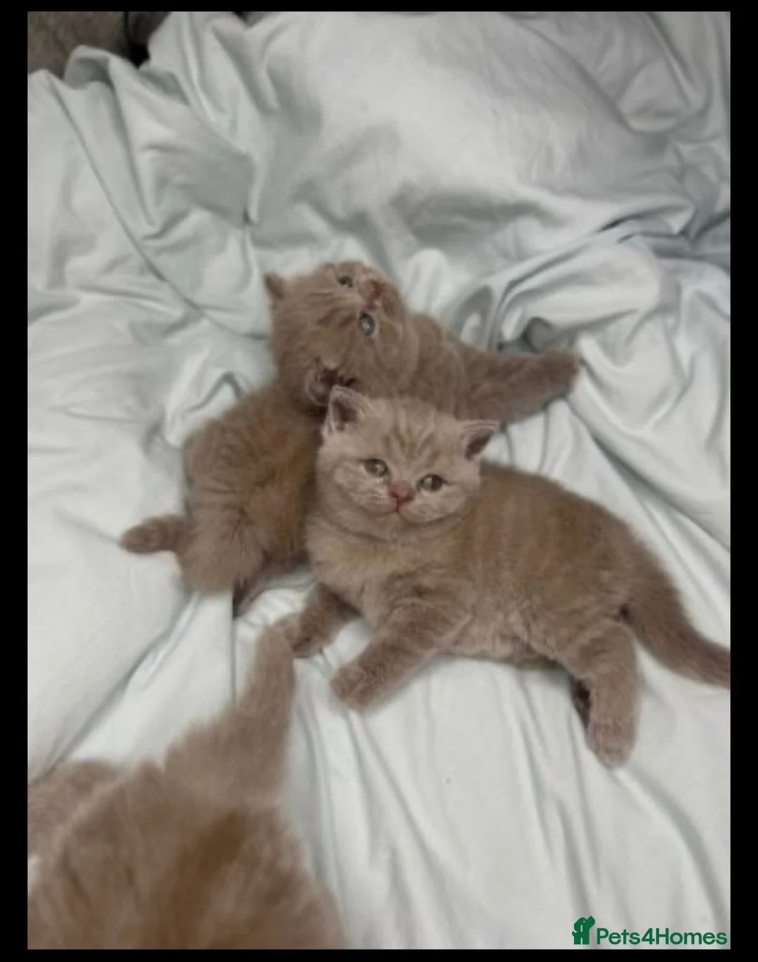British Shorthair cats for sale: LILAC BSH KITTEN- - Advert 2