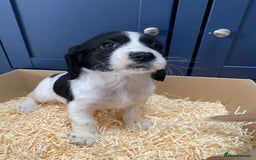 Cocker Spaniel dogs for sale: Cocker Spaniel puppies - Image 14