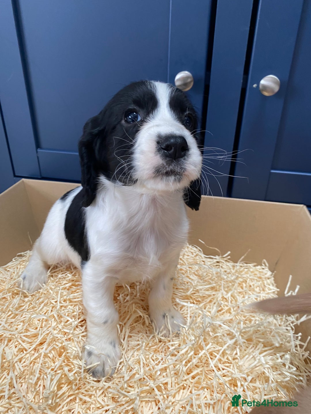 Cocker Spaniel dogs for sale: Cocker Spaniel puppies - Image 14