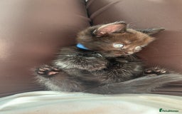 British Longhair cats for sale: British longhair cross ragdoll kittens for sale! - Image 5