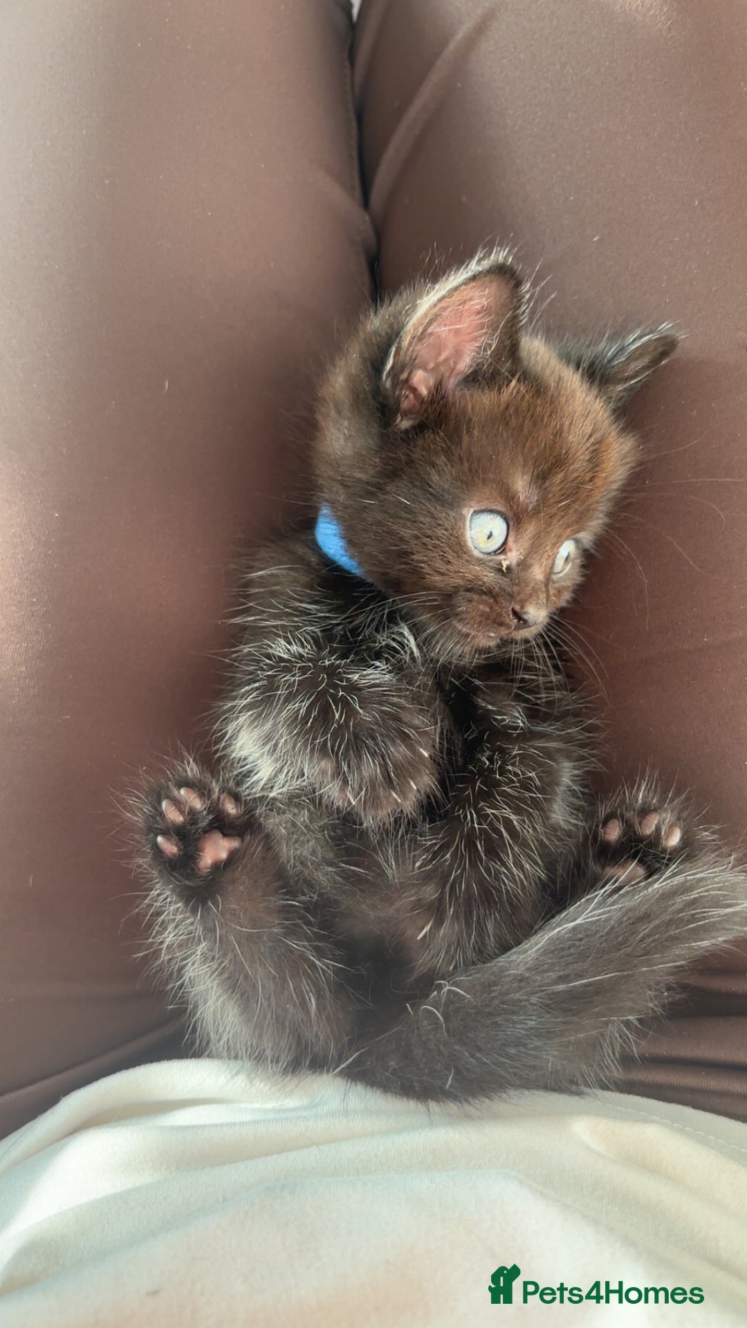 British Longhair cats for sale: British longhair cross ragdoll kittens for sale! - Image 5