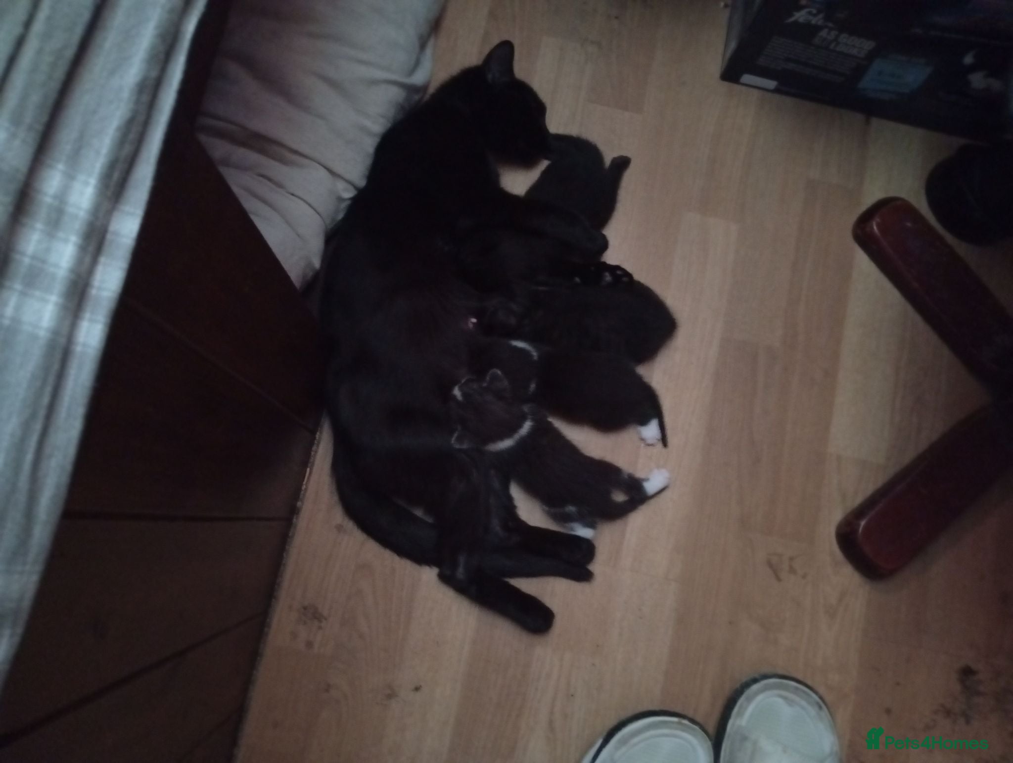 Bengal cats Kittens for sale  - Advert 4
